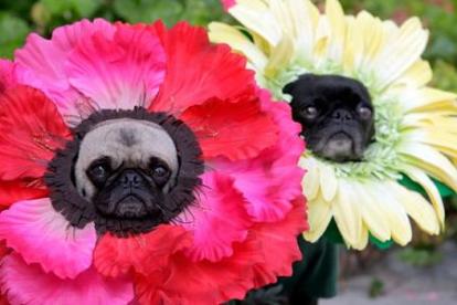 cute pugs