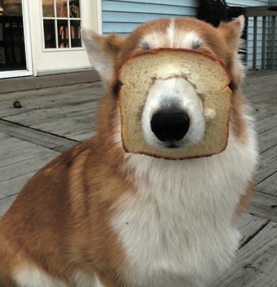 doggie loves bread