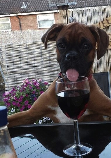 doggie loves wine