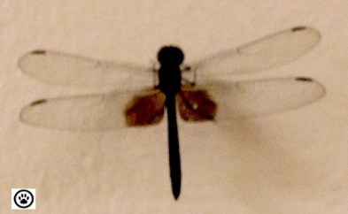 dragonfly.jpg