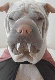 funny dog with fangs