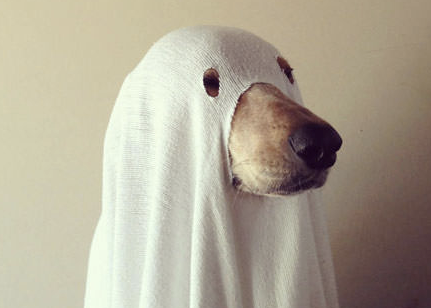 ghost dog