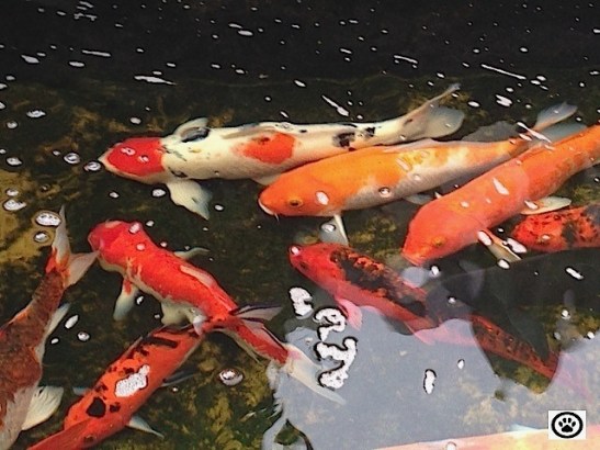 pond with koi.jpg