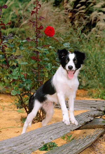 border collie