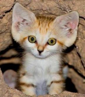 cute cat with big ears