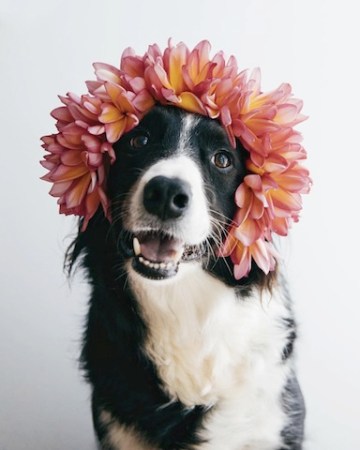 cute collie