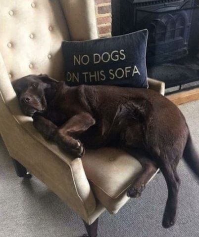 cute dog on sofa
