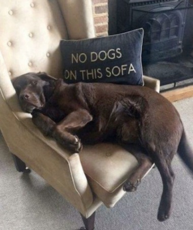 cute dog on sofa
