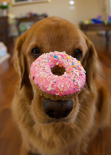 cute dog with donut.jpg