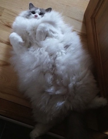 fluffy cat-1