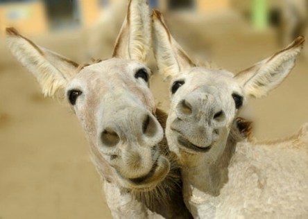 happy donkeys