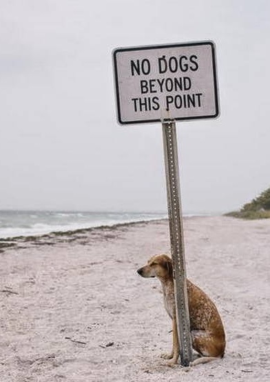 no dogs beyond this