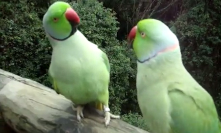 bird conversation.jpg