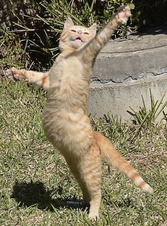 cat dancing