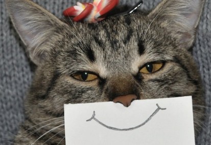 cat smiling