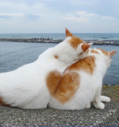 cute cats at the beach