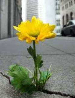 flower from crack