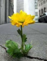 flower from crack