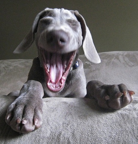 laughing dog