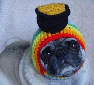 pug with pot of gold