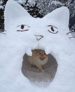 snow cat
