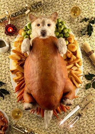 turkey dog