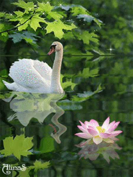 316603-animated-swan-on-lake-with-lotus-flower