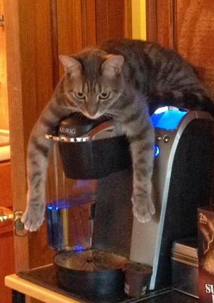 cat and coffee pot-1