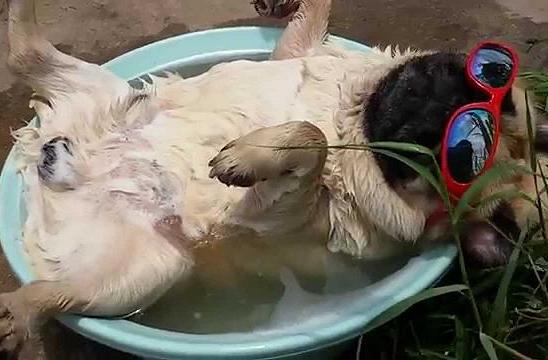 cute pug in tub