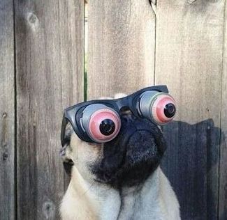 cute pug with funny glasses