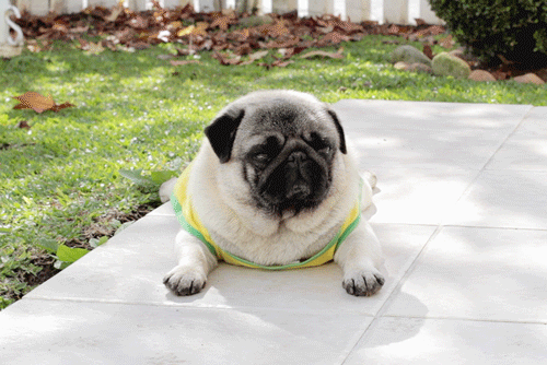 funny-cute-animated-pug-gif-39