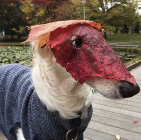 leaf mask