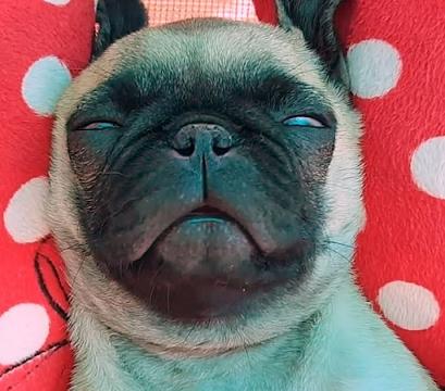 pug relax