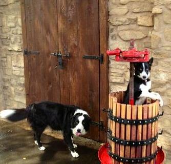 border collies at winery