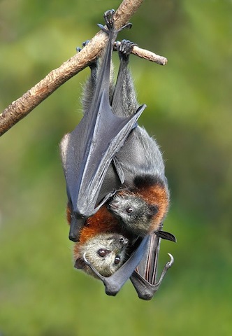 cute bats