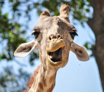 cute giraffe