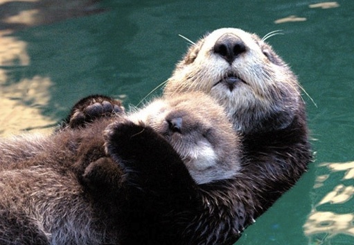 cute otters