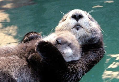 cute otters
