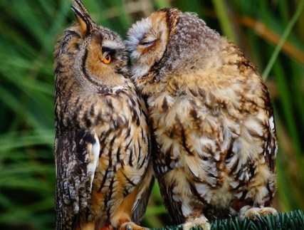 cute owls
