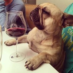 cute pug with wine
