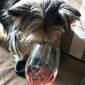 dog smelling rose wine