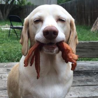 dog with bacon-1