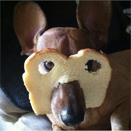 dog with bread