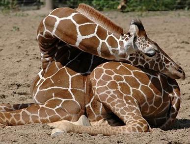 funny giraffe