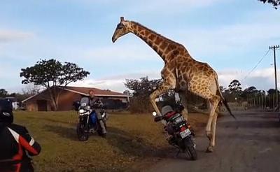 giraffe on a bike