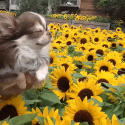 insignificantinfatuatedhoopoe-size_restricted