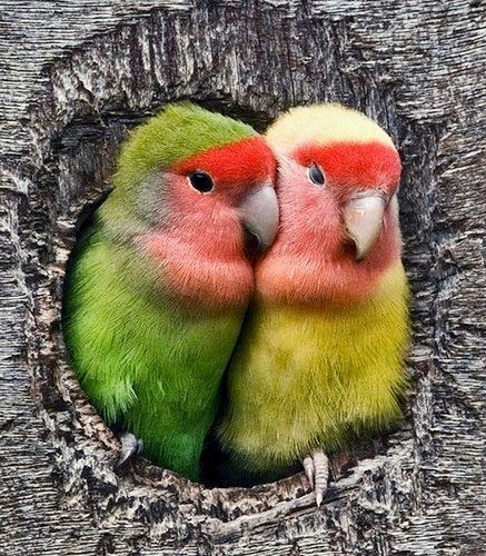 love birds
