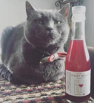 pinot meow