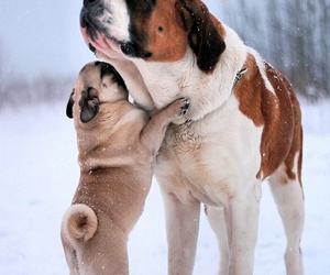 pug hugging st bernard