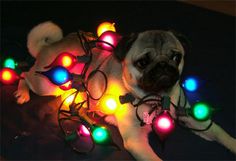 pug with lights